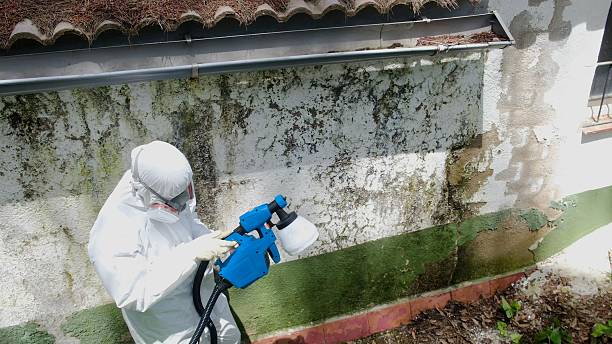 Top rated local Basement Mold Remediation specialists in Keller, TX